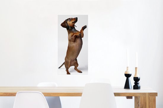Poster Un Teckel debout sur ses deux pattes postérieures - 40x80 cm