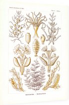 Diphasia - Sertulariae (Kunstformen der Natur), Ernst Haeckel - Foto op Dibond - 30 x 40 cm