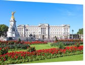 Gazon in bloei voor het Buckingham Palace in Londen - Foto op Dibond - 60 x 40 cm