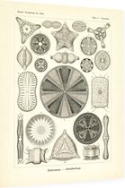Triceratium - Diatome (Kunstformen der Natur), Ernst Haeckel - Foto op Dibond - 30 x 40 cm