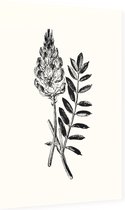 Esparcette zwart-wit (Sainfoin) - Foto op Dibond - 40 x 60 cm