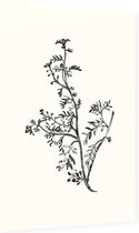 Kleine Varkenskers zwart-wit (Lesser Wart Cress) - Foto op Dibond - 40 x 60 cm