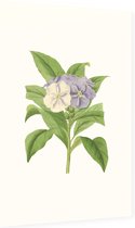 Brunfelsia Aquarel (Brunfelsia) - Foto op Dibond - 60 x 90 cm