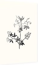 Rankende Helmbloem zwart-wit (Climbing Corydalis) - Foto op Dibond - 60 x 90 cm