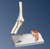 Mini Ellebooggewricht op statief - skeletmodel - modellichaam - lichaamskelet - geraamte - beenderen