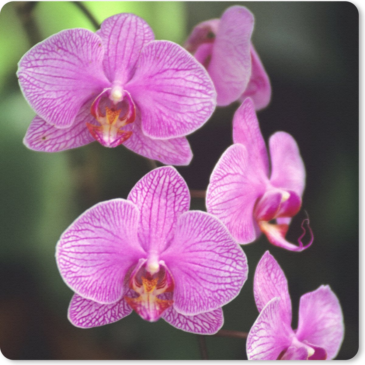 Muismat 20x20 cm - Mousepad Roze orchidee - Muismatten