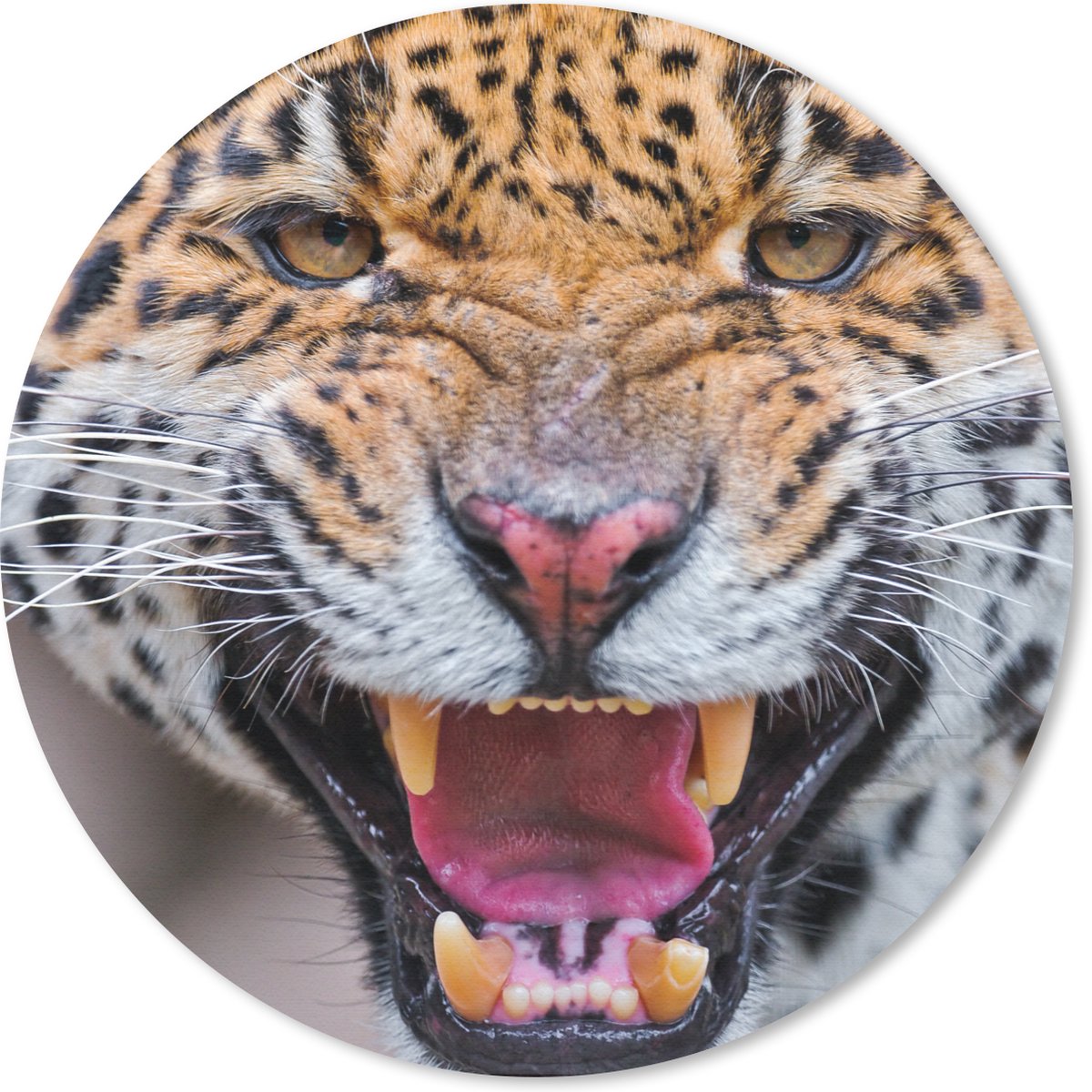 Muismat rond 20x20 cm - Mousepad Jaguar - Macro - Dier - Ronde muismatten