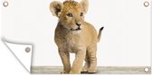 Affiche de jardin Lion - Cub - Enfants - Garçons - Animaux - Filles - 60x30 cm - Toile jardin - Affiche extérieure