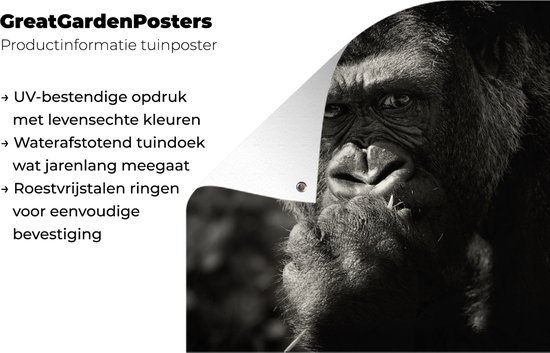 Posters de jardin Gorilla sur fond noir en noir et blanc - 50x50 cm - Toile jardin - Poster extérieur