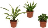 Set van 3 kamerplanten - Aloe Vera Clumb, Draceana Lemon Lime & Peperomia Green Gold - 12cm diameter