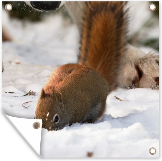 Serviette de jardin Ecureuil - Loup - Neige - Hiver - 100x100 cm