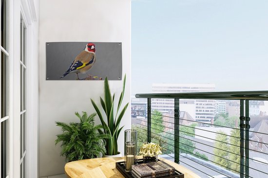 Poster de jardin Un chardonneret regarde droit dans l'appareil photo - 60x30 cm