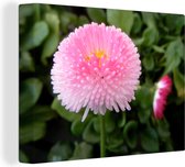 Tableau sur Toile Marguerite Rose - 80x60 cm - Décoration murale