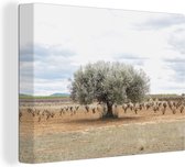 Canvas Schilderij De olijfboom bij een wijngaard - 80x60 cm - Wanddecoratie