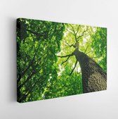 Canvas schilderij - Forest trees. nature green wood sunlight backgrounds -      95030080 - 50*40 Horizontal