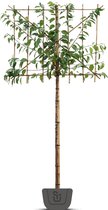 Japanse leisierkers |  Prunus ser. Kanzan | leiboom | Stamomtrek: 6-8 cm | Stamhoogte: 180 cm | Rek 120 cm