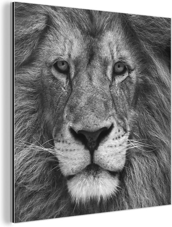 Wanddecoratie Metaal - Aluminium Schilderij Industrieel - Dierenprofiel Perzische leeuw in zwart-wit - 50x50 cm - Dibond - Foto op aluminium - Industriële muurdecoratie - Voor de woonkamer/slaapkamer