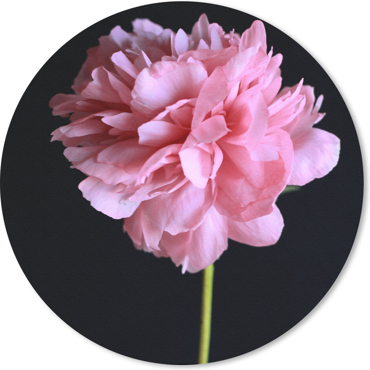 Muismat rond 50x50 cm - Mousepad Roze pioen in bloei - Ronde muismatten