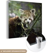 MuchoWow® Glasschilderij 50x50 cm - Schilderij acrylglas - Rode Panda - Takken - Groen - Foto op glas - Schilderijen