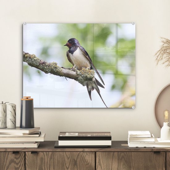 Une hirondelle rustique pose sur une branche Plexiglas 40x30 cm - petit - Tirage photo sur Glas (décoration murale plexiglas)