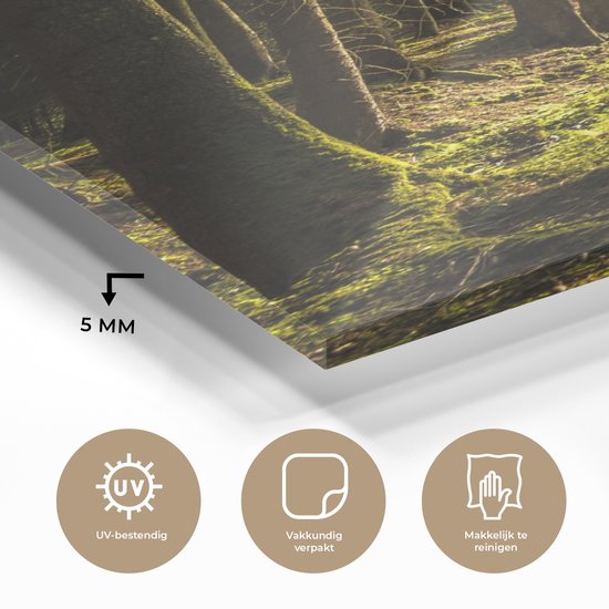 MuchoWow® Peinture sur verre - Arbre - Nature - Soleil - Forêt - 100x150 cm - Peintures sur verre acrylique - Photo sur Glas