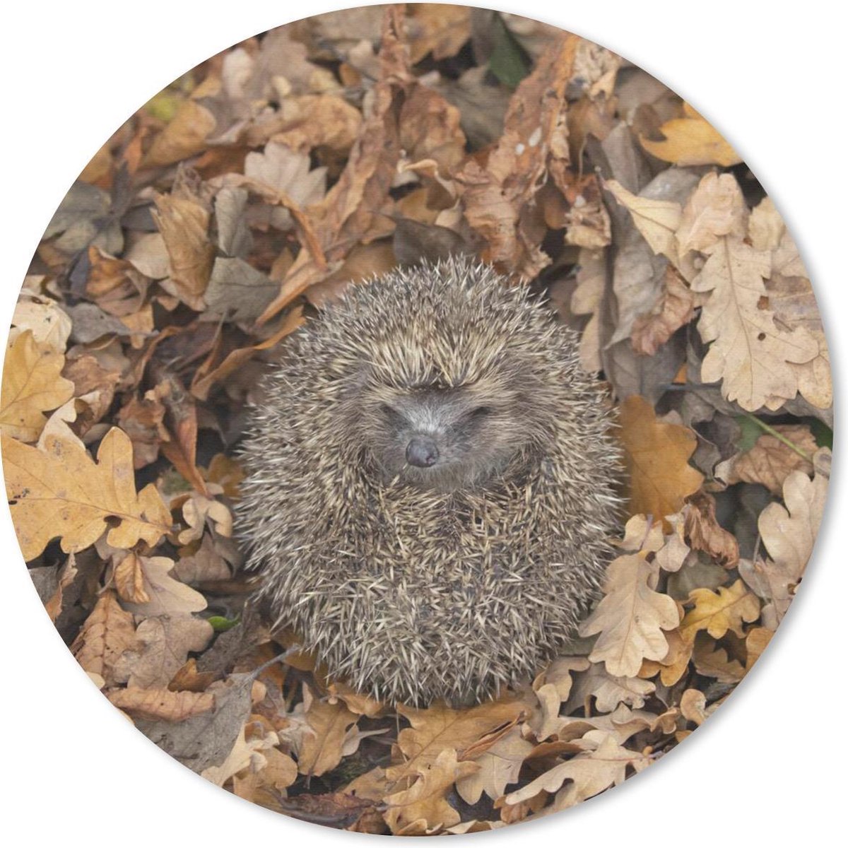 Muismat rond 50x50 cm - Mousepad Egel - Herfst - Bos - Ronde muismatten
