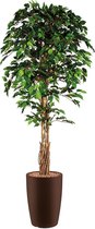 HTT - Kunstplant Ficus in Genesis rond bruin H210 cm
