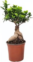 Bonsai van Botanicly – Chinese Vijg – Hoogte: 50 cm – Ficus microcarpa