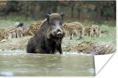 Wild varken met biggen in het water Poster 90x60 cm - Foto print op Poster (wanddecoratie woonkamer / slaapkamer) / Wilde dieren Poster