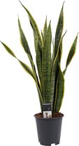 Mama's Planten -   Sansevieria Laurentii - Vers Van De Kweker - ↨ 60cm - ⌀ 19cm