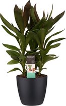 Hellogreen Kamerplant - Cordyline Glauca - 60 cm - Elho Brussels Living Black
