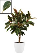 Ficus Elastica ‘Melany’ in ELHO Brussels Round (wit) – ↨ 90cm – ⌀ 22cm