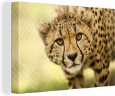 Canvas schilderij 180x120 cm - Wanddecoratie Luipaard - Cheeta - Dier - Muurdecoratie woonkamer - Slaapkamer decoratie - Kamer accessoires - Schilderijen