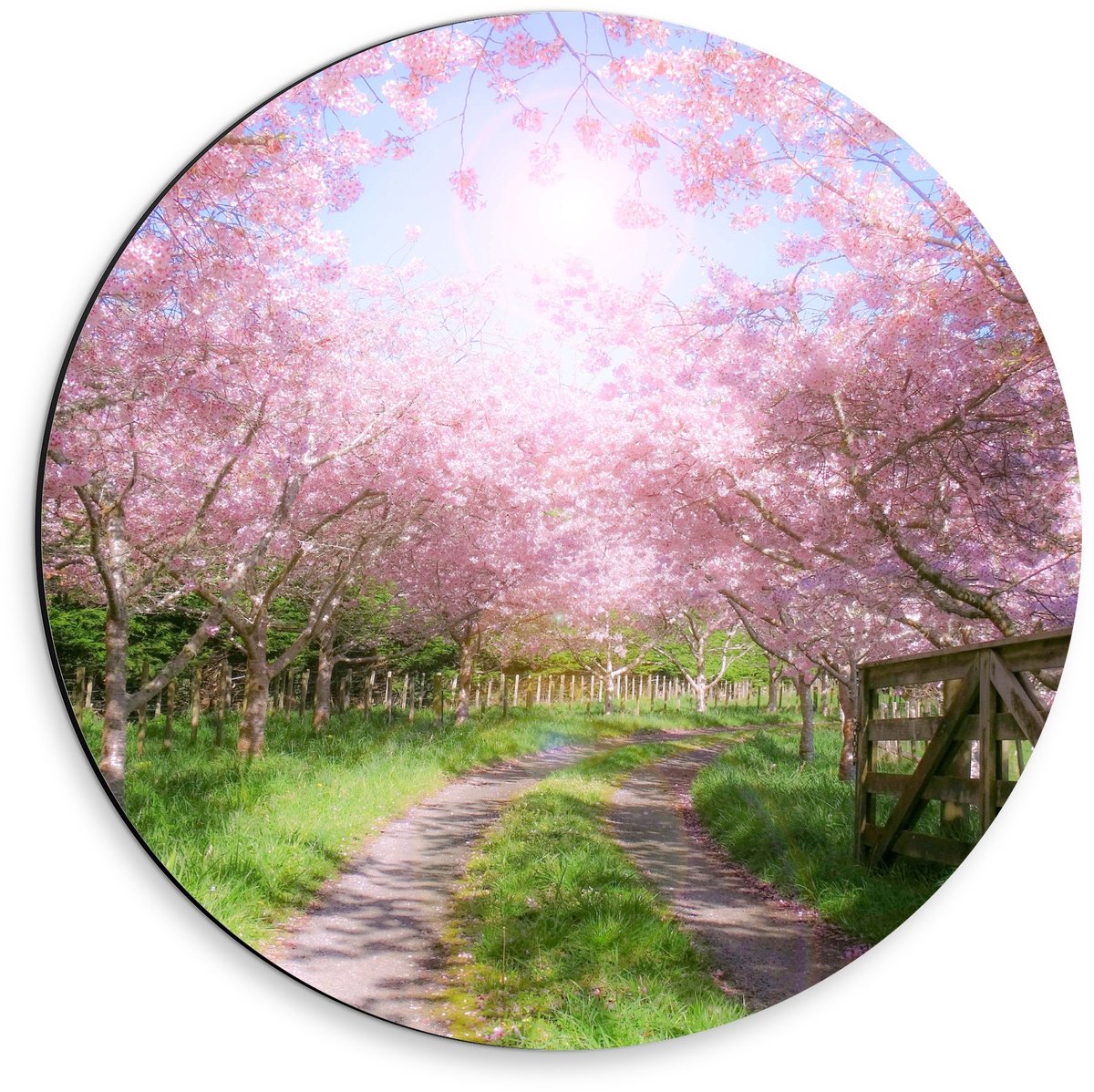 KuijsFotoprint Dibond Wandcirkel - Zandpad tussen de Roze Bomen - 30x30cm Foto op Aluminium Wandcirkel (met ophangsysteem) Groen