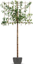 Japanse leisierkers | Prunus ser. Kanzan | leiboom | Stamomtrek: 8-10 cm | Stamhoogte: 180 cm | Rek: 150 cm