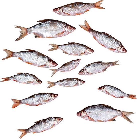 Prebaits Voorn/Kolblei Klein - Dood aas - Wit — afbeelding 5
