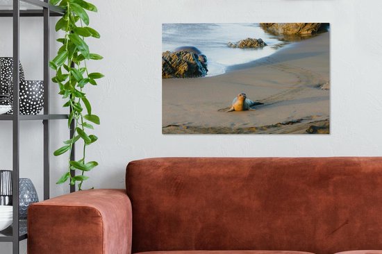 Toile Peinture Animaux - Phoque - Plage - 60x40 cm - Décoration murale