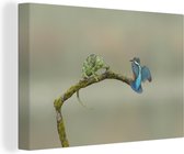 Kingfisher est assis sur une branche avec un iguane 90x60 cm - Tirage photo sur toile (Décoration murale salon / chambre)