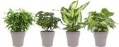 Cadeau voor vrouw - 4x supermooie kamerplanten in design potten -  Leuke en bijzondere kamerplanten - staan mooi in ieders huis - Ø 12 cm – Hoogte 25 cm (waarvan +/- 15 cm plant en 10 cm pot)