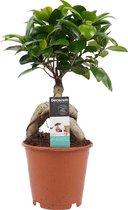 Bonsai Boompje – 15 jaar oud – bewonderingswaardig op elke plek van de kamer = Ø 12 cm – Hoogte 30 cm (waarvan 17 cm boom en 13 cm pot)