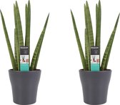 FloraExpert - Sansevieria - 35 Cm - Ø 12