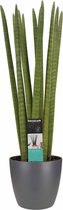 FloraExpert - Sansevieria - 70 Cm - Ø 17