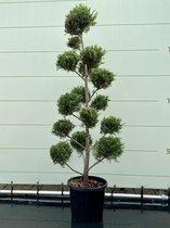 Cupressocyparis Leylandii - Pon Pon - Pot ⌀ 28cm - Hoogte  ca. 175cm