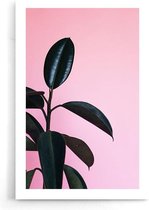 Walljar - Rubber Plant Pink - Muurdecoratie - Poster