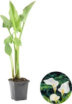 Witte Aronkelk | Zantedeschia 'Aethiopica' - Potplant in pot ⌀9 cm - ↕15 cm