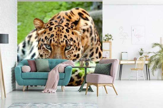 Papier peint - Papiers Papier peint photo Panthère - Chasse - Motifs - Largeur 220 cm x Hauteur 220 cm