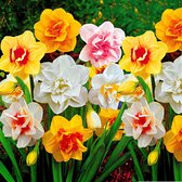 25x Dubbelbloemige narcissen Narcissus - Mix 'Double Flowers' wit-oranje-geel - Winterhard - 25 bollen