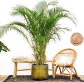 Dypsis Lutescens (Areca palm) - 225cm