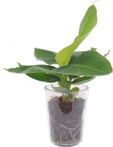 Hellogreen Kamerplant - Musa - 35 cm - Vaasglas