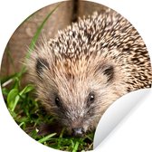 WallCircle - Stickers muraux - Cercle de papier peint - Hérisson - Clôture - Herbe - 120x120 cm - Cercle mural - Autocollant - Papier peint autocollant rond XXL